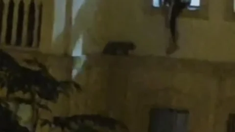 Mardin'de Mahsur Kalan Kedi Kurtarıldı
