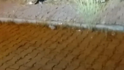 Elazığ'da Kedi ve Yılanın Mücadelesi