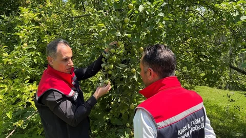 Kars'ta Meyvecilikte Verim Artışı İçin Tavsiyeler