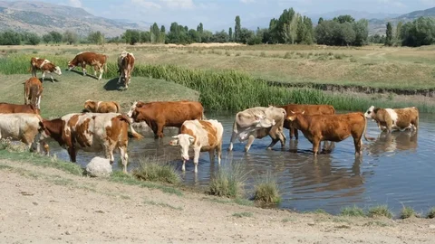 Erzincan'da İnekler Suya Girdi