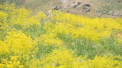 Şırnak Yaylalarında Renk Şöleni