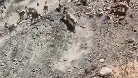 Elazığ'da Dağ Keçileri Görüntülendi