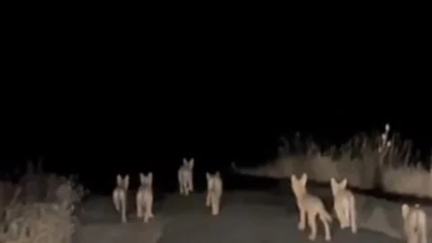 Gercüş'te Kurt Sürüsü Görüntülendi