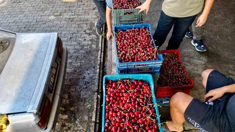 Afyonkarahisar'da Napolyon Kirazı Bereketi