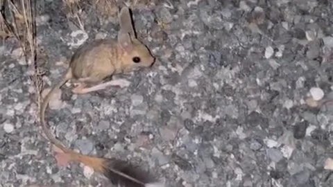 Elazığ’da Arap Tavşanı Görüldü