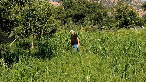 Aydın'da Sorgum Otu Kontrolü Yapıldı