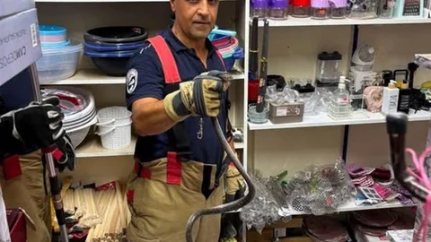 Hatay'da Yılanlar Doğaya Bırakıldı