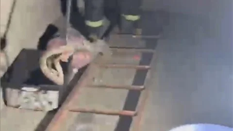 Osmaniye'de Zehirli Yılan Yakalandı