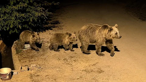 Erzincan'da Ayı Ailesi Sokaklarda Görüldü