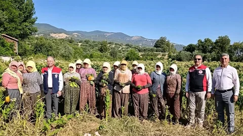 Aydın'da Tütün Kırımı Başladı