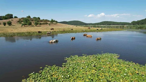 Süleymanlı Yayla Gölü Yeniden Canlandı