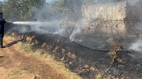 Aydın'da Zeytinlik Yangını Kontrol Altına Alındı