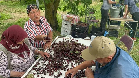 Akşehir ve Sultandağı'nda Kiraz Rekoru