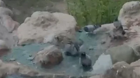 Elazığ'da Güvercinler Sıcaklıktan Kaçtı