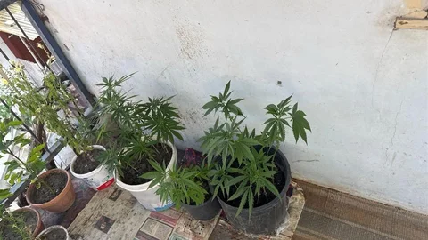 Çorum’da Kenevir Operasyonu Yapıldı