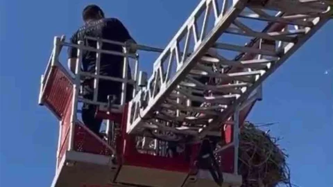 Elazığ'da Yavru Leylek Kurtarıldı