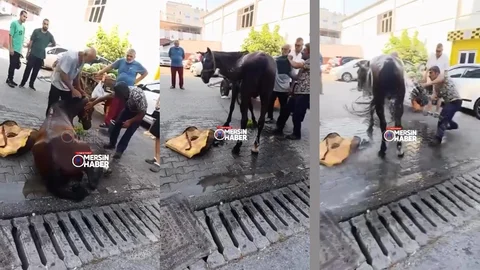 Mersin Sıcaklarına Yürek Dayanmıyor: Bunalıp Yere Yığılan Atın İmdatına Vatandaşlar Koştu!