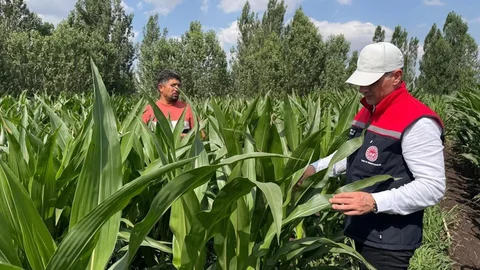 Kars’ta Silajlık Mısır Üretimi Artıyor