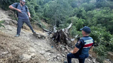 Bilecik'te Ağaç Yangını Paniğe Neden Oldu