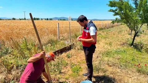 Çavdarhisar'da Salep Hasadı Başladı
