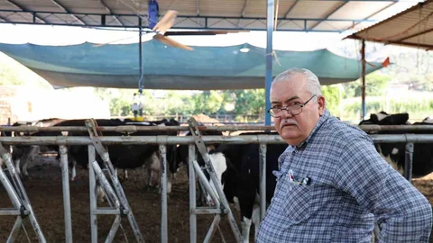 Aydın'da İnekler Sıcaklardan Etkilendi