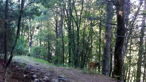 Kazdağları'nda Karaca Görüntülendi