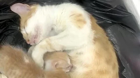 Anne Kedi Yavrularıyla Vakfa Sığındı