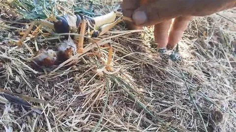 Elazığ'da Etçil Çekirgenin Balıkla Beslenmesi