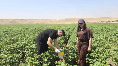 Cizre'de Pamuk Tarlalarına Koruma Önlemi