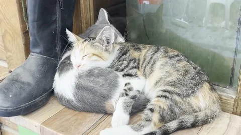 Samsun'da Tekir Kedilerin Eğlenceli Molası