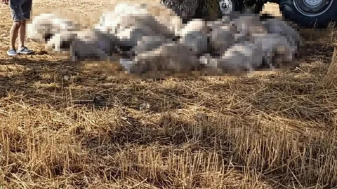 Edirne'de Sağanak Yağış ve Dolu Hasarı