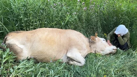 Yüksekova’da Üzücü İnek Kazası