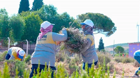 Didim'de Lavanta Hasadı Yapıldı