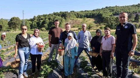 Bilecik'te Çilek Hasadı Etkinliği