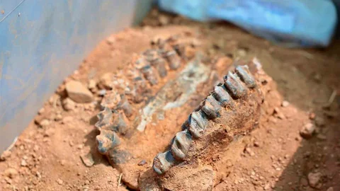 Denizli'deki 7 Milyon Yıllık Fosil Buluntuları