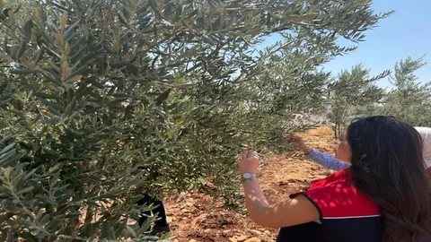 Şırnak'ta Zeytin Bahçelerinde Hasar Tespiti