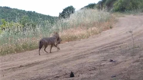 Tekirdağ'da Yaban Hayatının Zenginliği