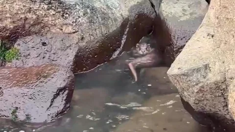 Ordu'da Su Samuru Avlanıyor