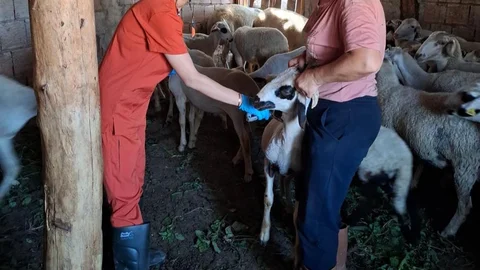 Denizli'de Küçükbaş Hayvan Aşılama Çalışmaları