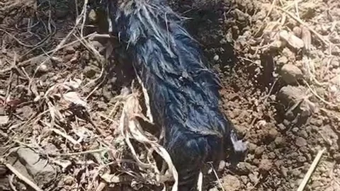Elazığ'da Köstebek Yanıltması