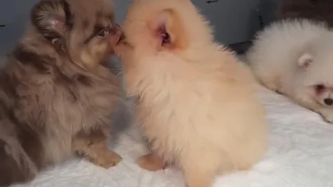 Kapıkule'de Kaçak Köpek Ele Geçirildi