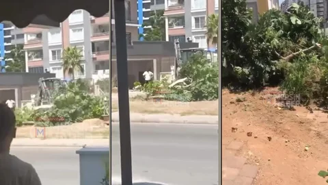 Mezitli Soli’de Ağaç Katliamı İddiası! Belediyeye Ait Alandaki Ağacı Parçalayıp Söktüler