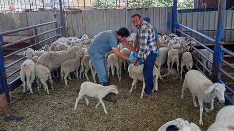 Köşk'te Küçükbaş Hayvan Kayıtları Devam Ediyor