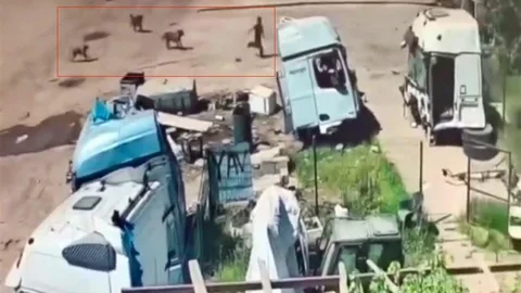 Şırnak'ta Sokak Köpekleri Saldırdı
