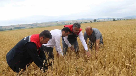 Samsun'da Dolu Afeti Tarım Arazilerini Vurdu