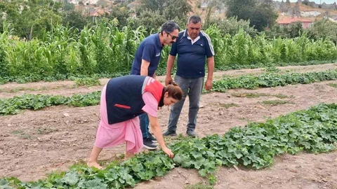Afyonkarahisar’da Barbunya ve Salatalık Kontrolleri