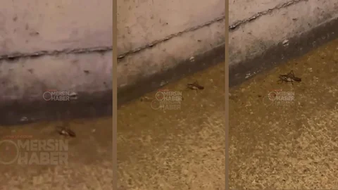 Mersin’de Çekirge Alarmı: Pozcu ve Mezitli’nin Ardından Çilek Mahallesi’nde de Görüldü