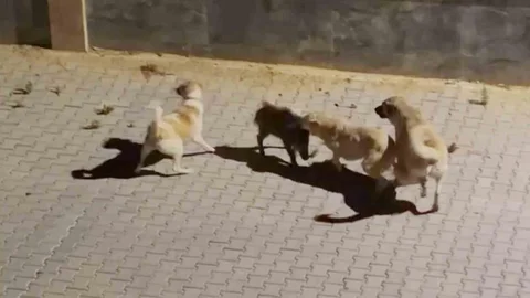 Kuşadası'nda Yaban Domuzu Kurtarıldı