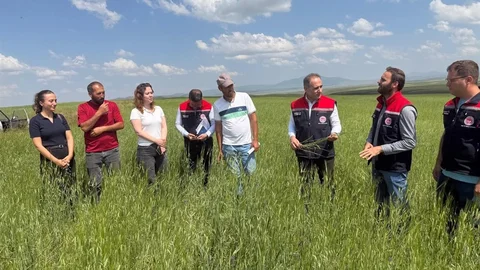 Kars'ta Kavılca Buğdayı Korunuyor