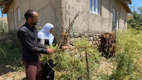 Hakkari'de İneğe Yardım Eli Uzandı